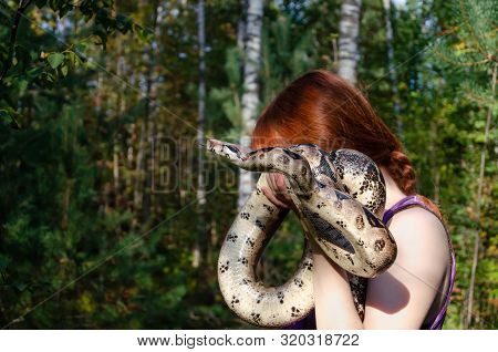 Fearless Girl Is Holding A Snake. Boa Constrictor Imperator Normal Is Creeping. The Snake Is Coiling