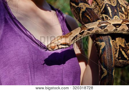 Fearless Girl Is Holding A Snake. Boa Constrictor Imperator Normal Is Creeping. The Snake Is Coiling
