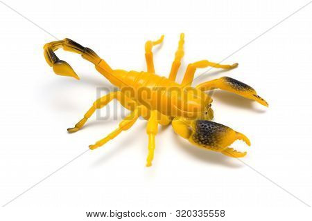 Dummy Scorpion Model On A White Background