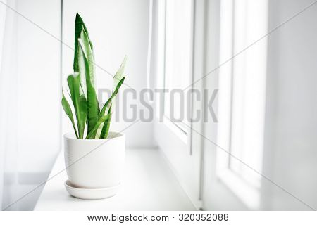 Modern Houseplants With White Curtain, Minimal Creative Home Decor Concept