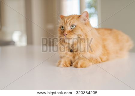 Beautiful ginger long hair cat lying on kitchen table on a sunny day at home