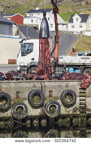 Whaling In The Faroe Islands. Pilot Whales Cutting Up. Harbor
