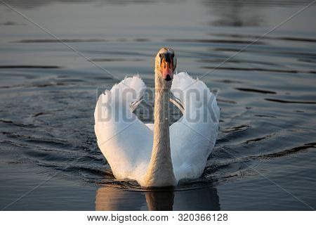 Mute Swan (cygnus Olor) In The Lake
