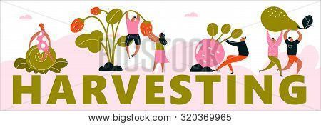 Vector Cartoon Illustration Of Harvesting People. Harvest Festival, Healthy Lifstyle Concept. Web Ba