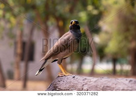 Close View Of Common Myna Sitting On The Edge Of The Stone. Wildlife Birds