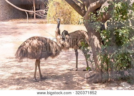 Couple Of Ostrich Standing Along With The Tree In Chhatbir Zoo, India