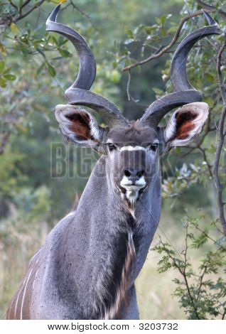 Kudu boğa