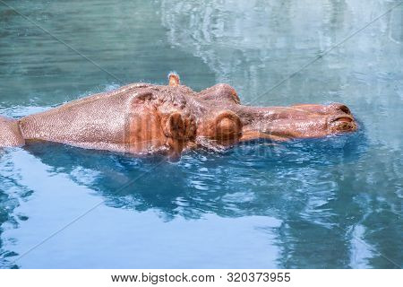 Hippo Or African Hippopotamus, Hippopotamus Amphibius Capensis With Open Muzzle Floating On The Wate