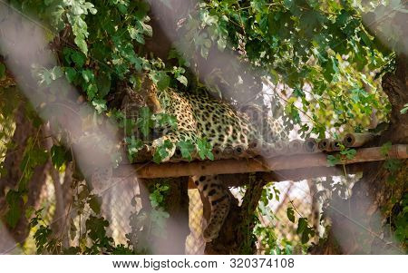 Leopard Or Panther Sitting On Edge Of The Roof Beneath The Tree Covered With Green Leaves In Chhatbi