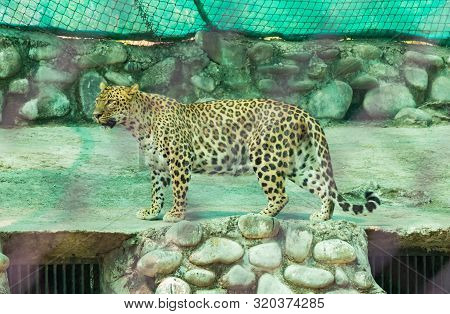 Male Leopard Standing Alert On The Edge Of Roof Under The Shed In Chhatbir Zoo
