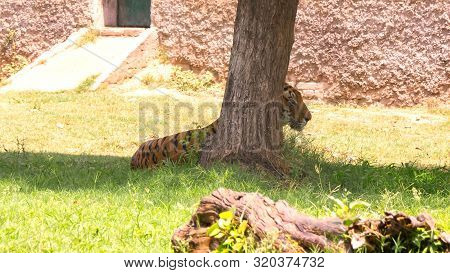 Spotted Sitting Siberian Tiger (panthera Tigris Altaica) Also Known As The Amur Tiger Behind A Tree 