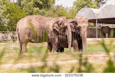 Two Elephants Standing In The Grassland Of Chhatbir Zoo, India. Indian Wildlife Animal