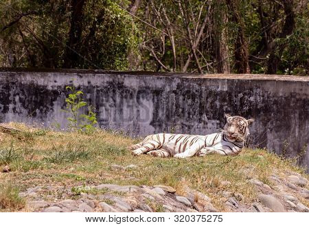 White Tiger Resting On Grass Looking Forward In Chhatbir Zoo, India