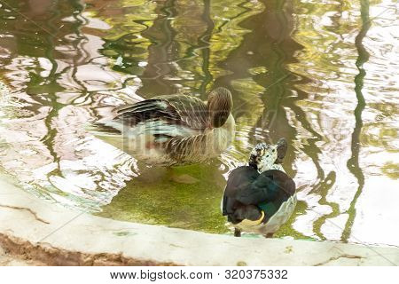 Wild Gray Duck In The Pond. Wildlife Bird