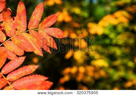 Red Rowan Leaves On A Blurred Natural Background. The Concept Of Autumn Mood.