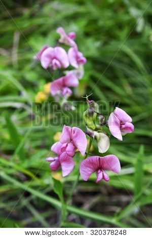 Lathyrus Sylvestris, The Flat Pea Or Narrow-leaved Everlasting-pea Flowers On Green Meadow Backgroun