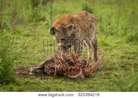 Spotted Hyena Stands Gnawing Ribs Of Carcase