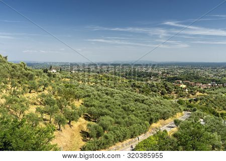 Rural Landscape Near Pescia And Uzzano, Pistoia, Tuscany, Italy, At Early Spring With Olive Trees