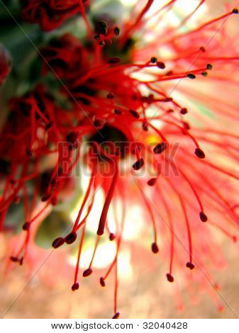 Makro einheimischen australischen Blüten