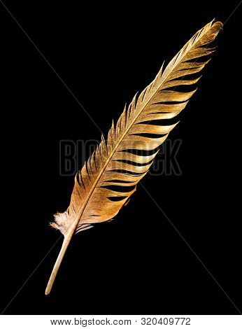 The feather is covered with gold paint close-up. Pen for calligraphy. Golden feather.