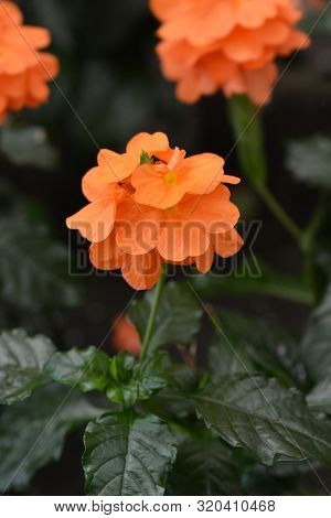 Crossandra Fortuna Flower - Latin Name - Crossandra Fortuna