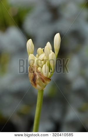 White African Lily Flower Buds - Latin Name - Agapanthus Africanus Albus