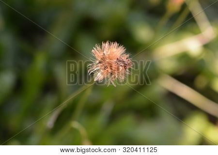 Bulbous Dandelion Seed Head - Latin Name - Leontodon Tuberosus