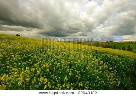 Canola field