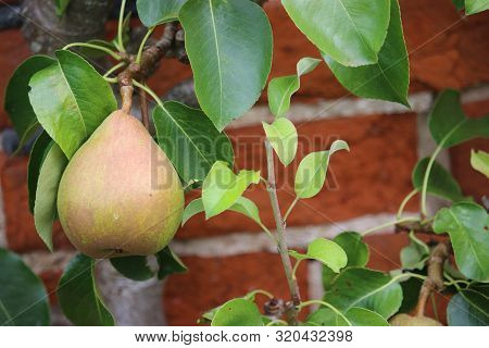 Dessert Pear, Pyrus Communis, Of The Variety Doyenne Du Comice Hanging On A Tree With Leaves And A R