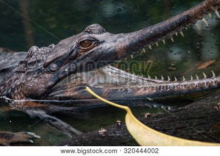 Gharial, Gavialis Gangeticus, Stands Out With A Very Long Jaw