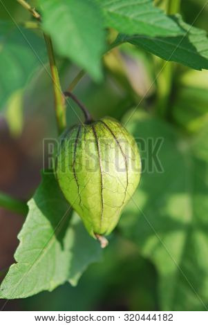 Fruit And Leaves Of Physalis Minima Or Ground Cherry Closeup
