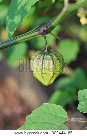 Fruit And Leaves Of Physalis Minima Or Ground Cherry Closeup