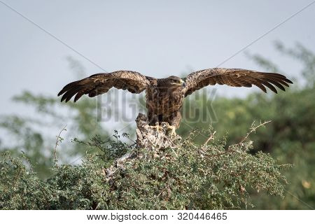 Steppe Eagle Or Aquila Nipalensis Portrait With Wings Open About To Fly From Green Tree Trunk At Tha
