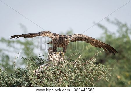 Steppe Eagle Or Aquila Nipalensis Portrait With Wings Open About To Fly From Green Tree Trunk At Tha