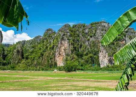 Rice Farm With Limestone Mountain Range At Noen Maprang , Phitsanulok Province In Thailand