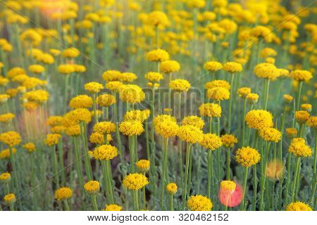 Helichrysum Flowers On Green Nature Background. Yellow Flowers For Pharmacy In Europe. Medicinal Her