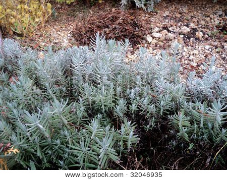 Pflanze Lavendel im Herbst