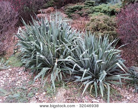 Pflanze yucca