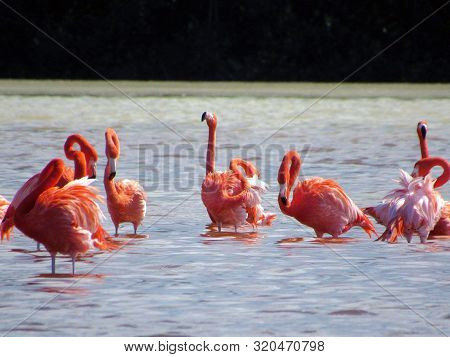 The Flamingoes Of  Celestun, In The Yucatan Peninsula, Mexico