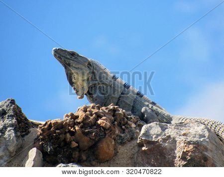Lizard Of Uxmal, Uxmal, Yucatan Peninsula, Mexico