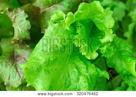 Fresh Green Batavia Salad Closeup. Growing Salad. Organic Food