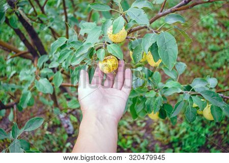 Diseases Of Apples Agriculture Damage Of Crops. Bad Apple, Spoiled Disease, Bacteria Microbes