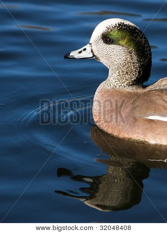 Duck In Water