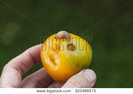 Red Slug Arion Rufus Eats A Yellow Tomato. Cause Of The Most Damage In Garden. Agricultural Pest. A 