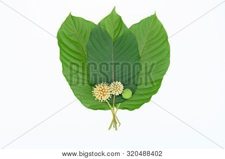 Mitragynine. Drugs And Narcotic