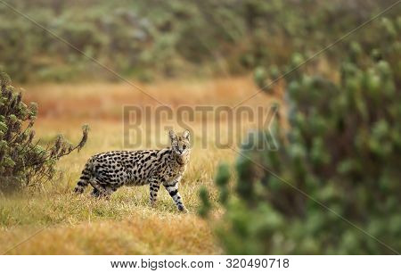 Serval Cat (leptailurus Serval) In The Gaysay Grasslands, Ethiopia.