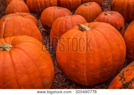 Abundance Of Large Oversized Pumpkins Grouped Together For Sale At The Pumpkin Farm In Autumn