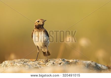 Close Up Of A Pied Wheatear (oenanthe Pleschanka) Perched On A Rock, Summer In Bulgaria.