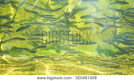 Fish Fry Of Artificially Grown Trout, In A Pond On A Trout Farm.