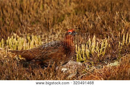 Close Up Of A Male Red Grouse (lagopus Lagopus Scotica) In The  Field Of Heather In Autumn, Scotland